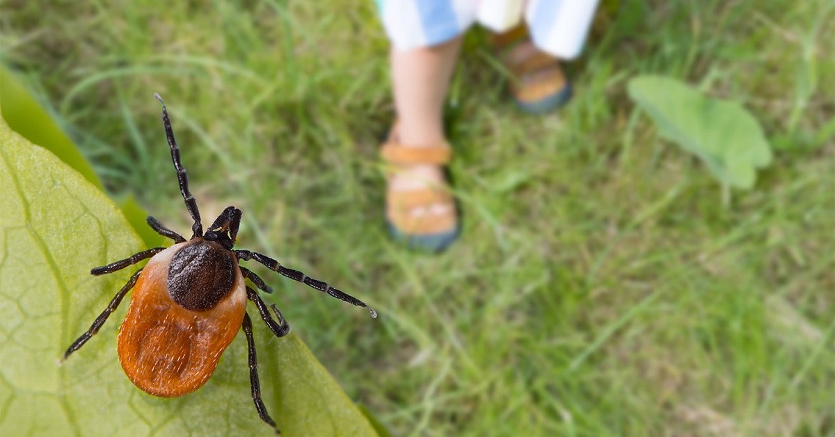 Felhőtlen játék – figyelem, mert a városi játszótéren is találkozhatunk kullancsokkal