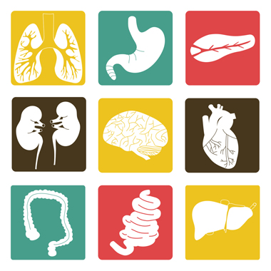 Egy magyar találmány, ami időben jelez: IBR-SYSTEM  állapotfelmérés 17 szervre 