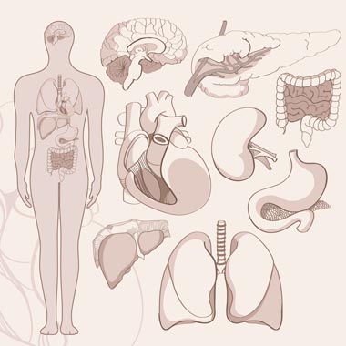 Kép a testedről 3D-ben? De még mennyire: Részletes ESG diagnosztika (agy, csontok, gyomor…) 