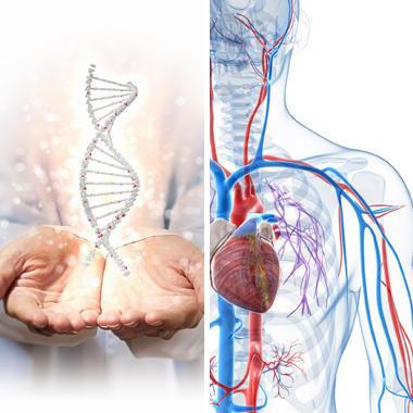 Szív- és érrendszeri SILVER genetikai csomag 