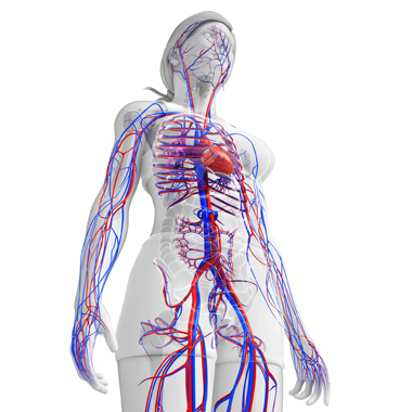 Többkomponensű érvizsgálat csomag stroke, hipertónia, trombózis, agyvérzés megelőzésére