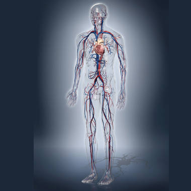 Meszesedés, hipertónia, trombózis?  Ne tarts ezektől se: Többkomponensű, átfogó érvizsgálat csomag