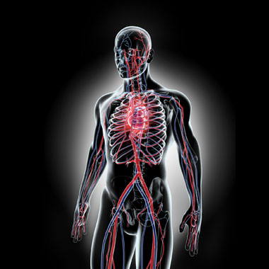 Kerüld el a sztrók, hipertónia, trombózis, agyvérzés… végzetét! Többkomponensű érvizsgálat csomag.