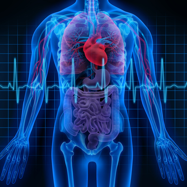 Belgyógyászat, Szívultrahang, EKG, Vércukor, koleszterin vizsgálat, RR mérés, orvosi konzultációval, hazavihető lelettel.