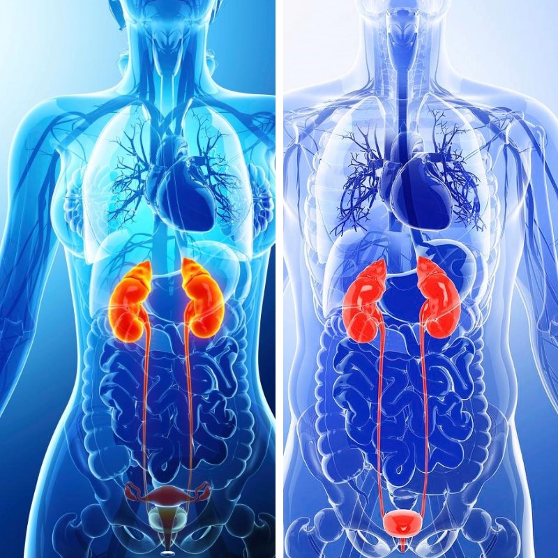 Urológiai vizsgálat csomag Nőknek, Férfiaknak