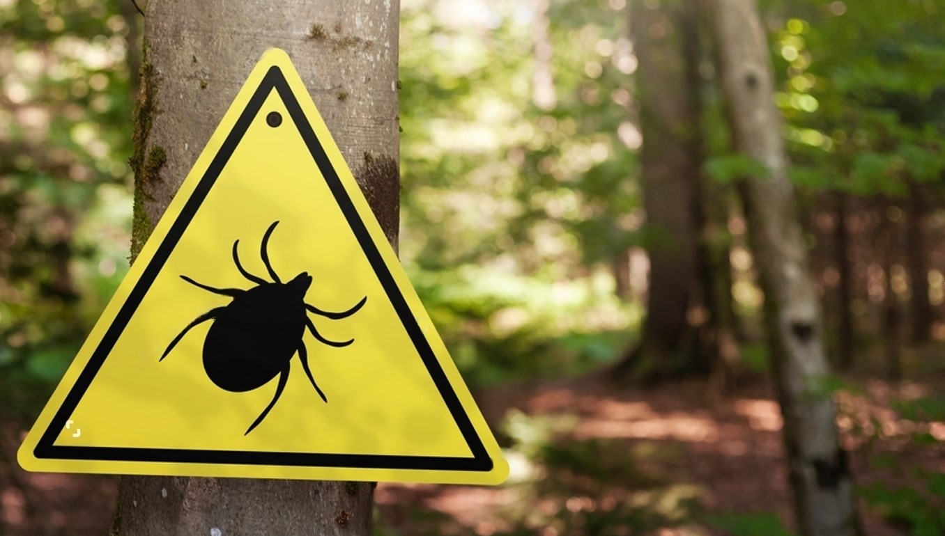 Miért csíp a kullancs? - Tények a kullancsokról és tanácsok a védekezéshez