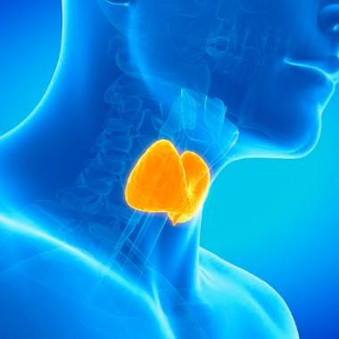 Laboratóriumi pajzsmirigyszűrés hormon-, és immunrendszer vizsgálattal, vércukor, vashiány, koleszterin,...