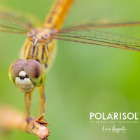 POLARISOL - A nap fénypontja.