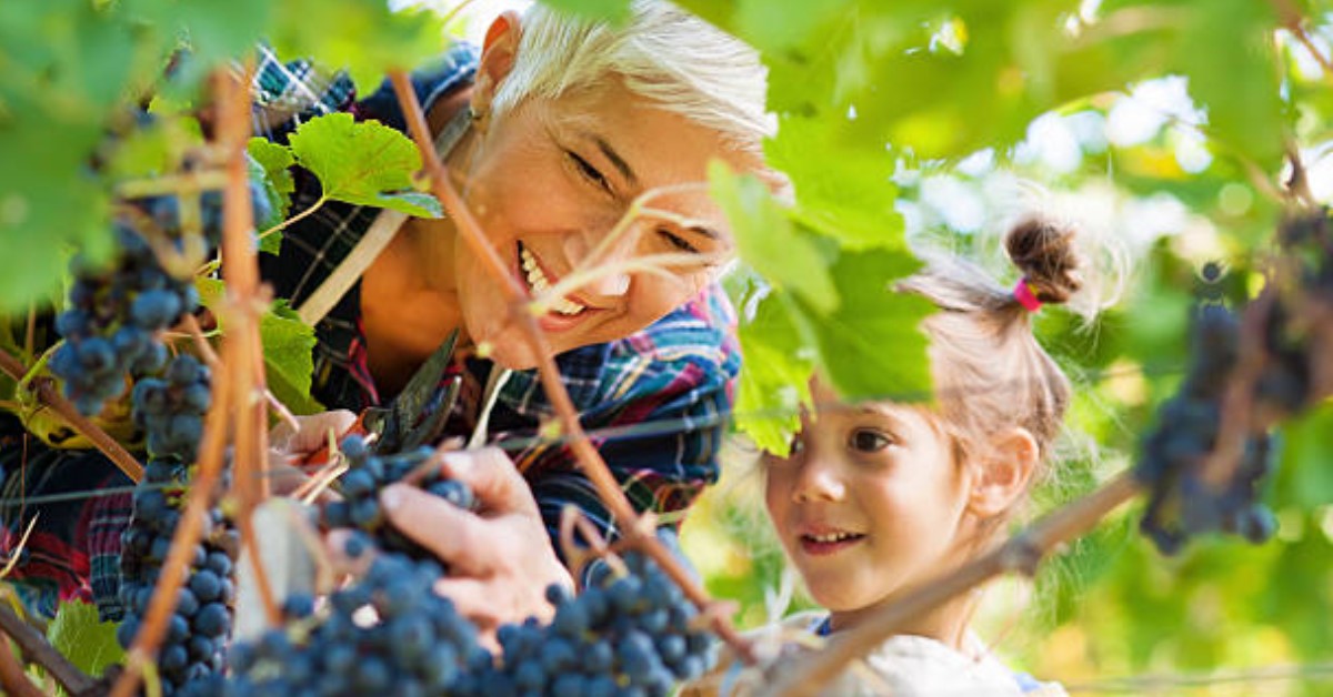 Szőlő: több pozitív hatása van, mint gondolnád